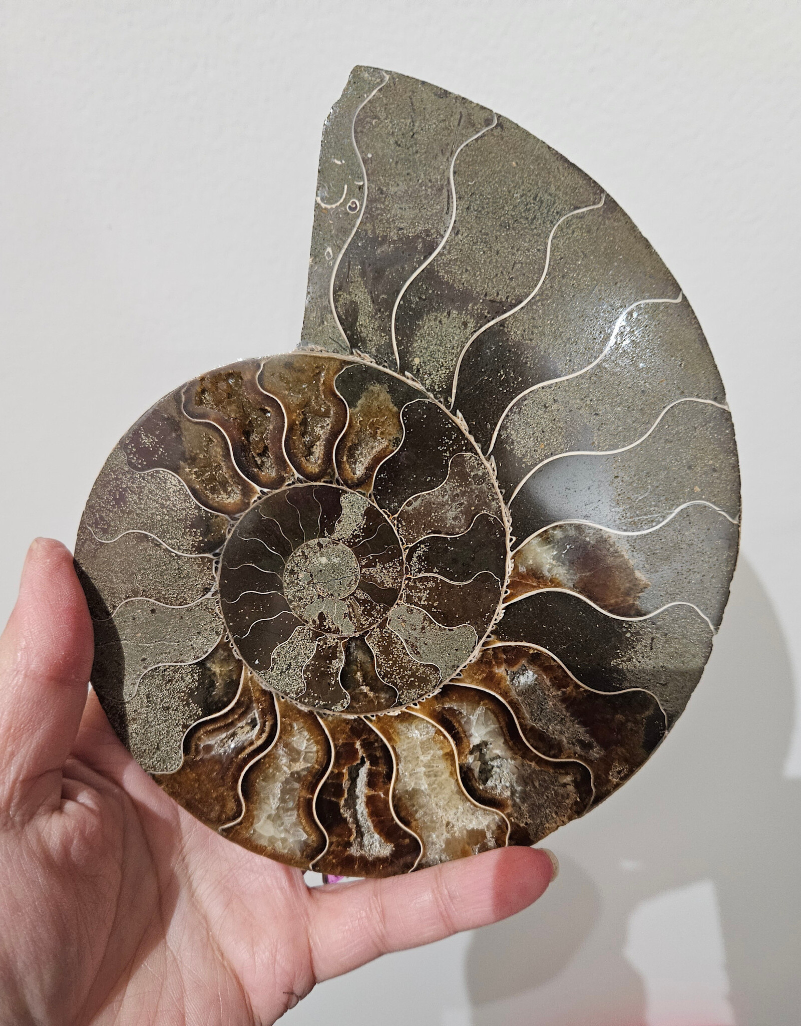 Ammonite Large