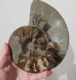 Ammonite Large