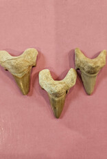 Larger Shark Tooth