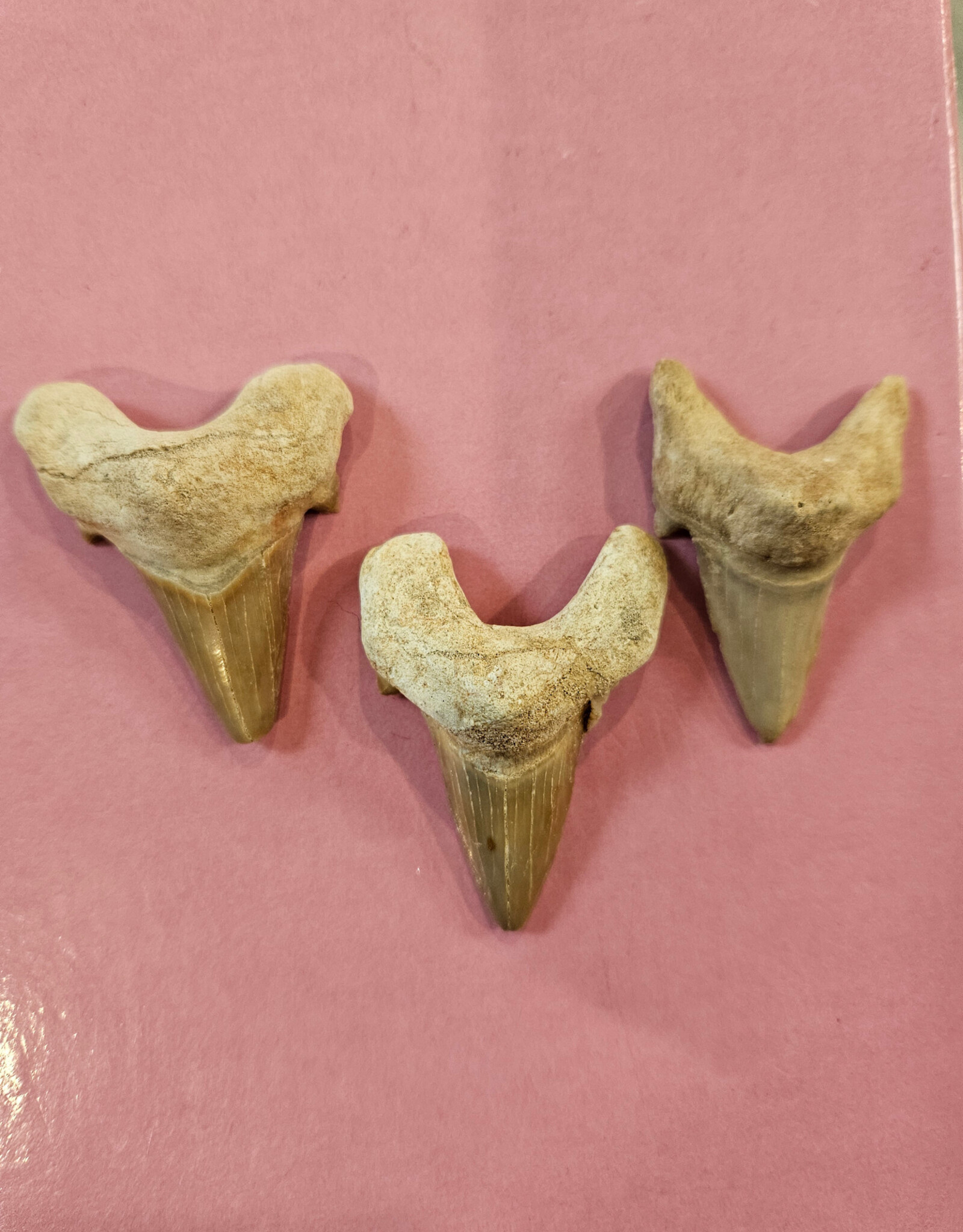 Larger Shark Tooth