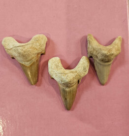 Larger Shark Tooth
