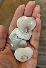 Shiva Eye Shell