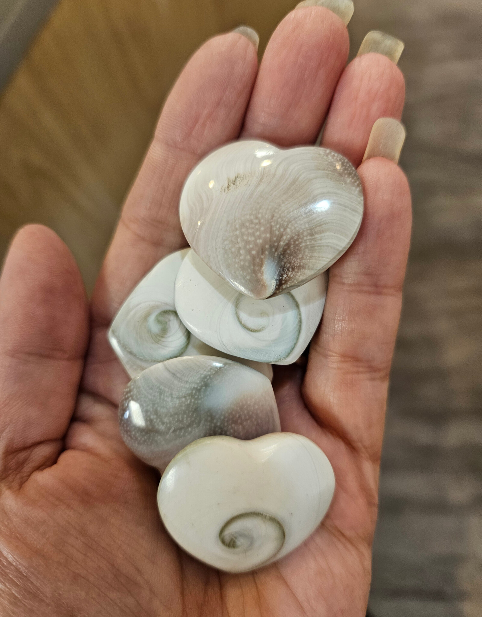 Shiva Eye Shell