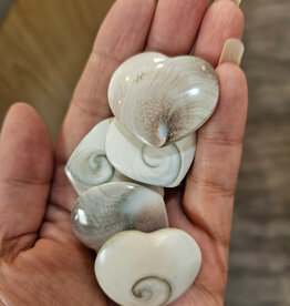 Shiva Eye Shell