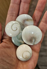 Shiva Eye Shell