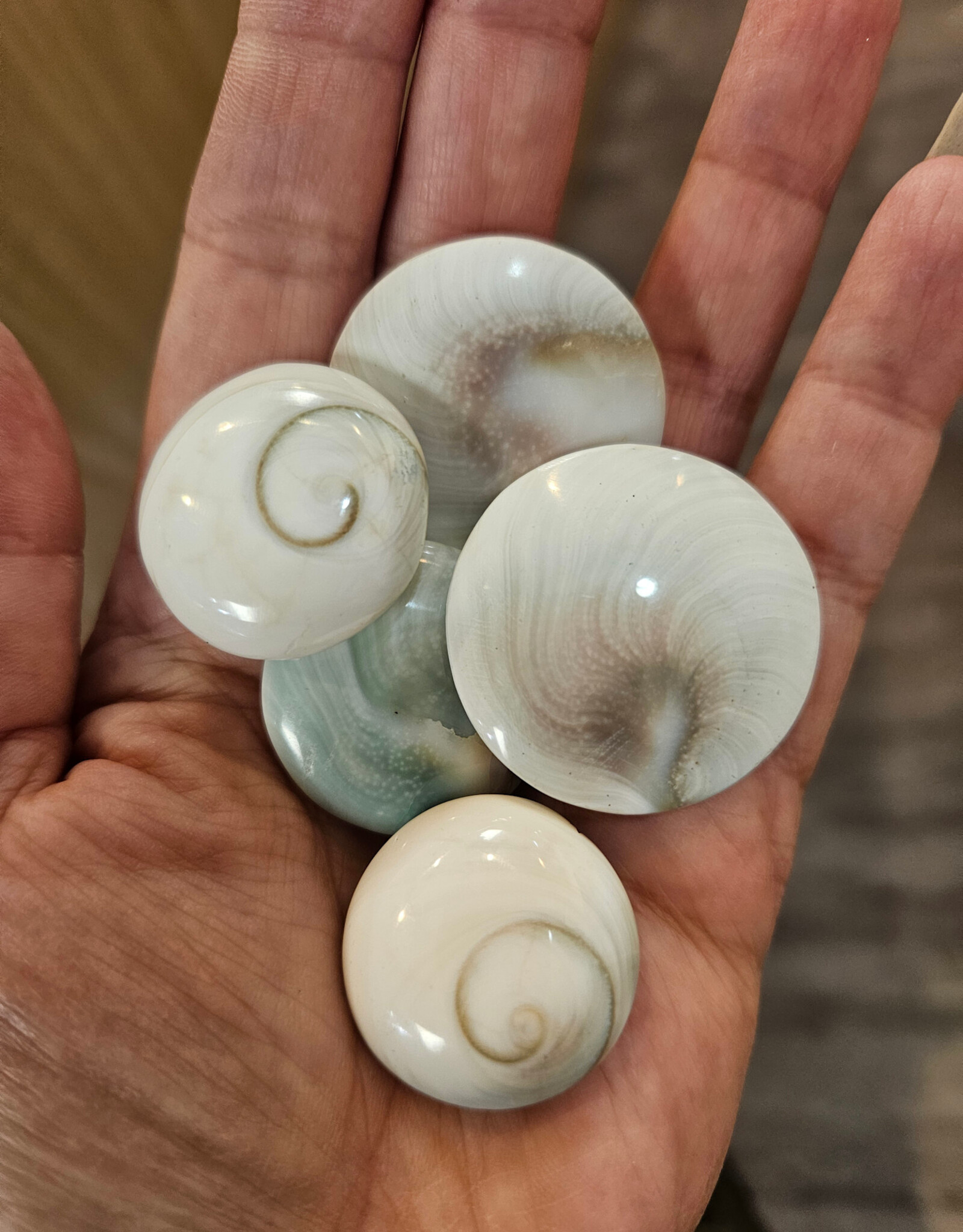 Shiva Eye Shell
