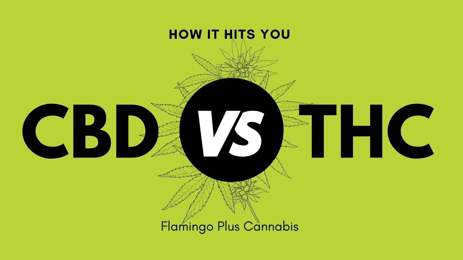 CBD vs THC. How it hits you. 