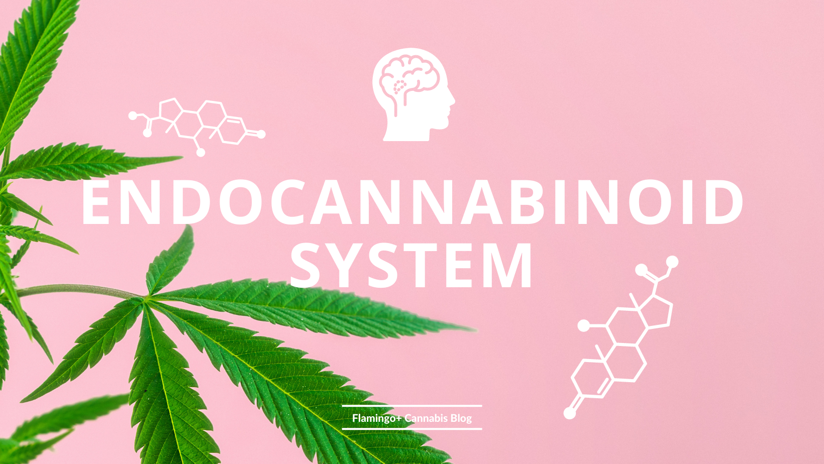 Endocannabinoid System