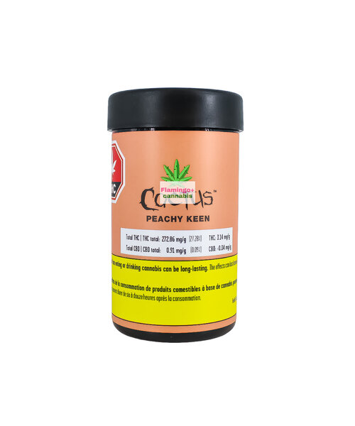 Cactus Peachy Keen Hybrid Flower 7G