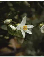 GARA Skincare Hydrosol Orange Blossom