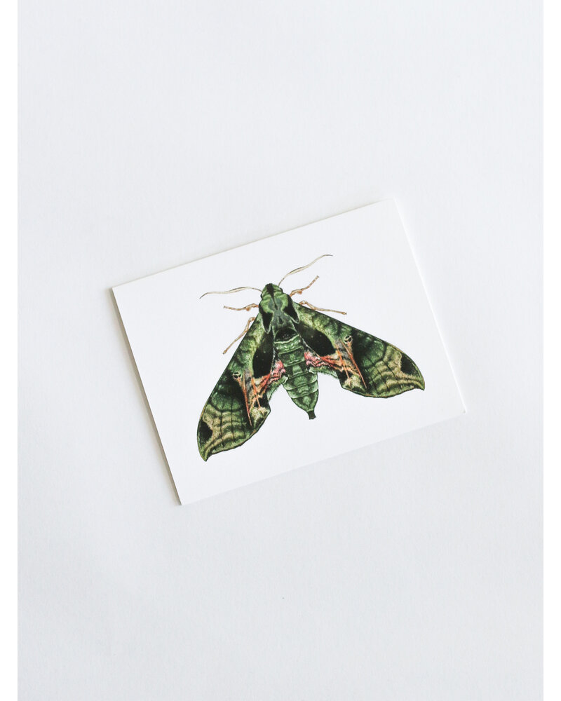 Open Sea Pandora Sphinx Moth Greeting Card