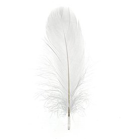 Goose Feather 5-7 Inches White