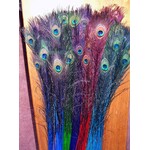 Peacock Feather Assorted Coloured Stems 25-30"