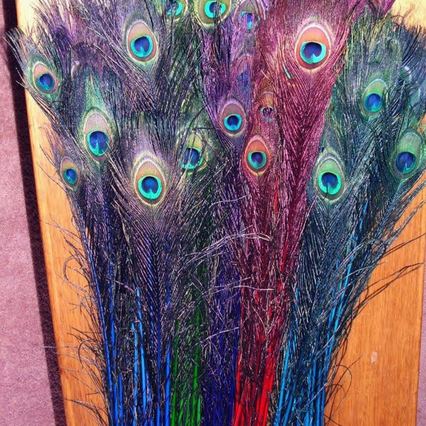 Peacock Feather Assorted Coloured Stems 25-30"