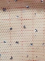 Glitter Stretch Mesh (Silver) Beige