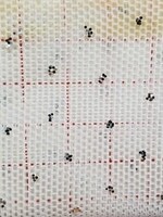 Glitter Stretch Mesh (Silver) White