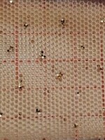 Glitter Stretch Mesh (Gold) Mocha