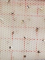 Glitter Stretch Mesh (Gold) White