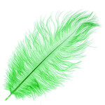 O.D Plumes 11-13 Inch Kelly