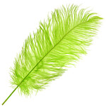O.D Plumes 14-16 Inch Lime Green