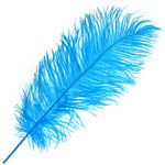 O.D Plumes 14-16 Inch Turquoise