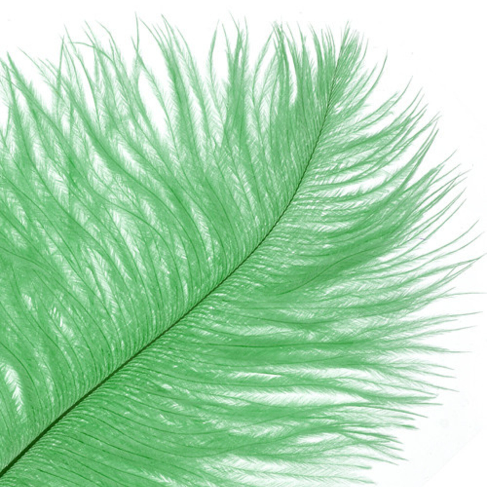 Ostrich Drab Plumes 6-8 Inch (12 pieces) Emerald Green