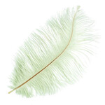 Ostrich Drab Plumes 6-8 Inch (12 pieces) Seafoam