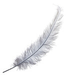 O.D Plumes 27-28 Inch Silver