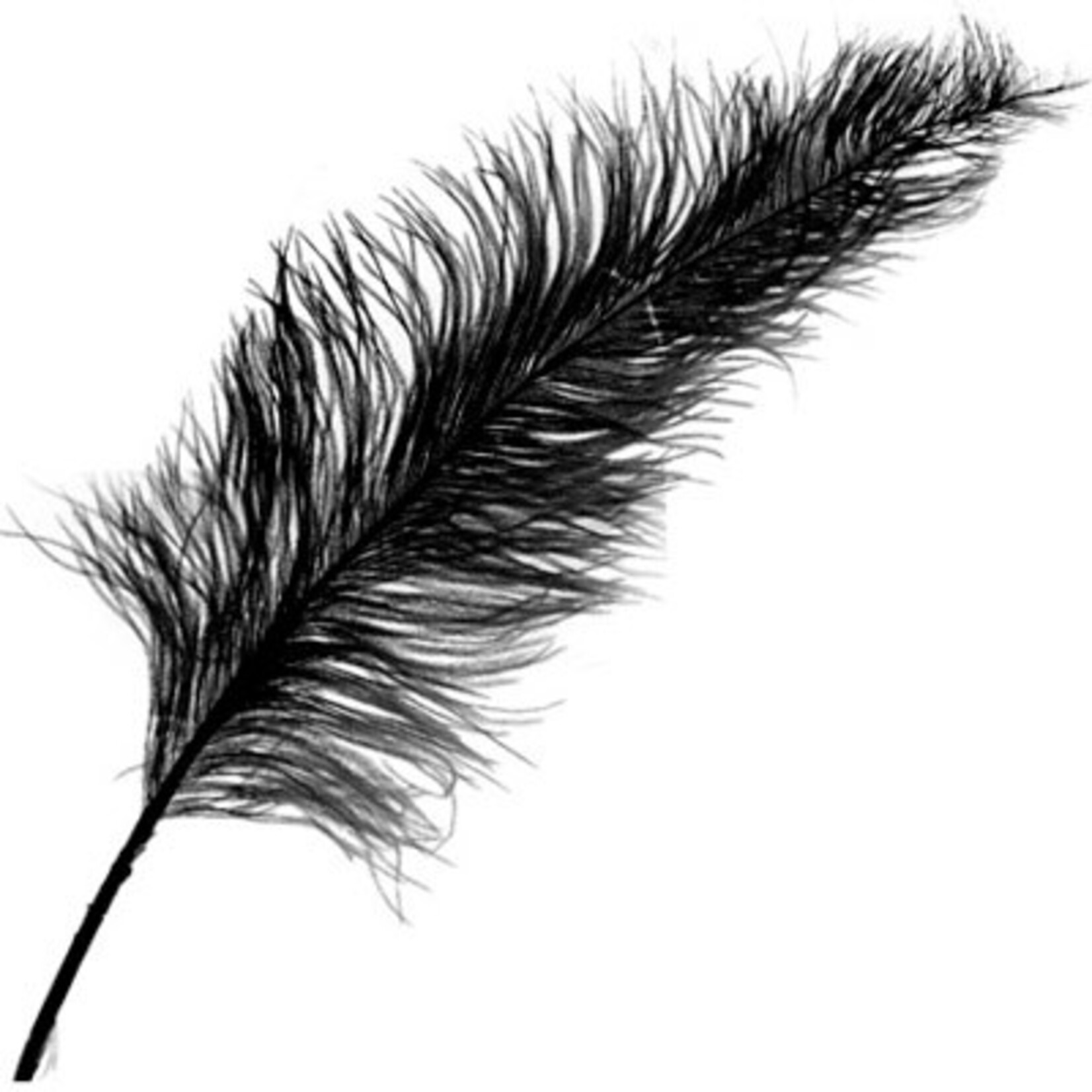 O.D Plumes 27-28 Inch Black