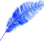 O.D Plumes 27-28 Inch Royal Blue