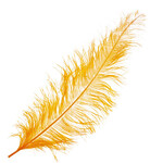 O.D Plumes 27-28 Inch Pumpkin