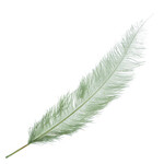 O.D Plumes 27-28 Inch Seafoam