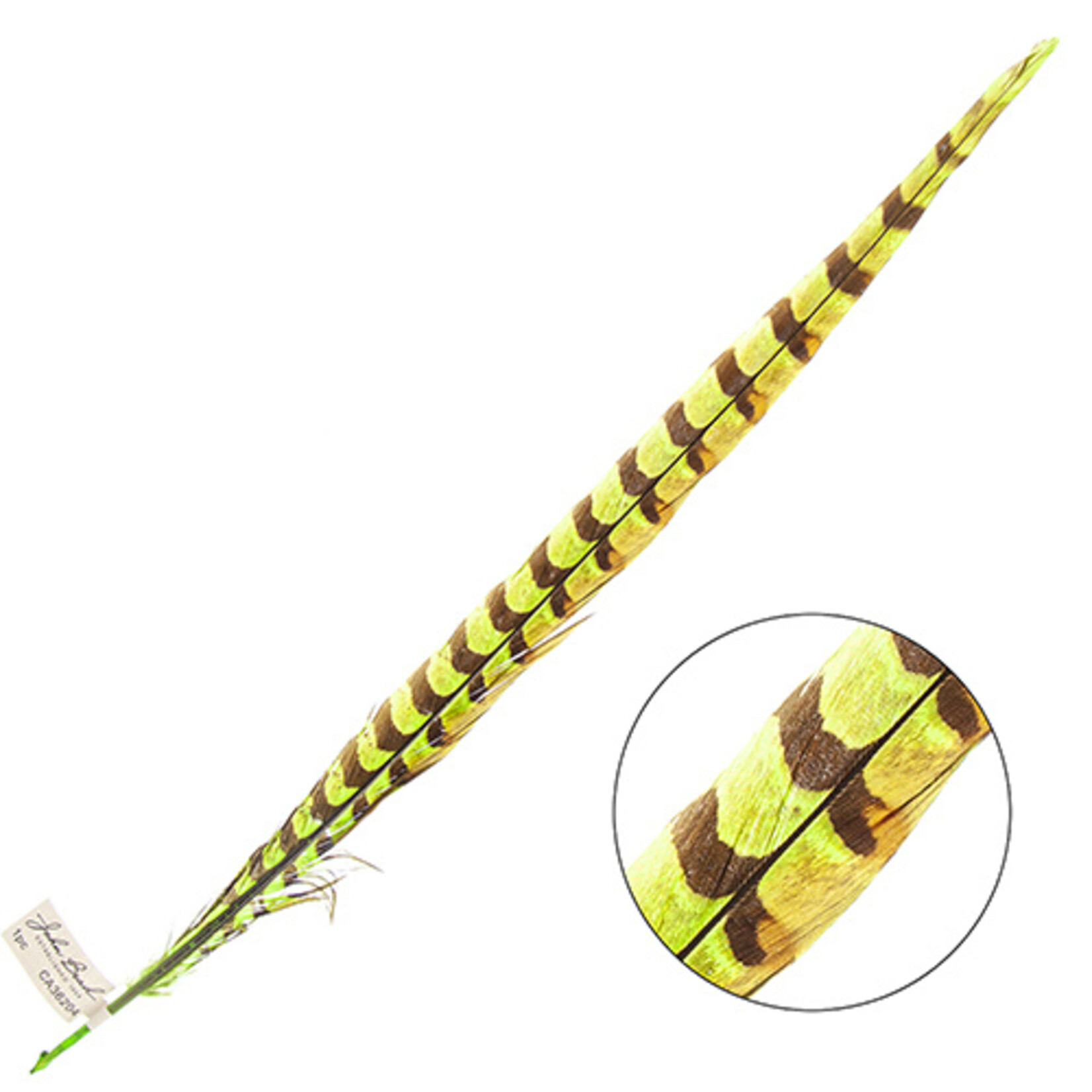 Reeves Pheasant Tail Lime Green 20 - 25 Inch