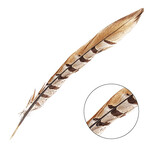 Reeves Pheasant Tail Natural 12 - 14 Inch (2 Pieces)