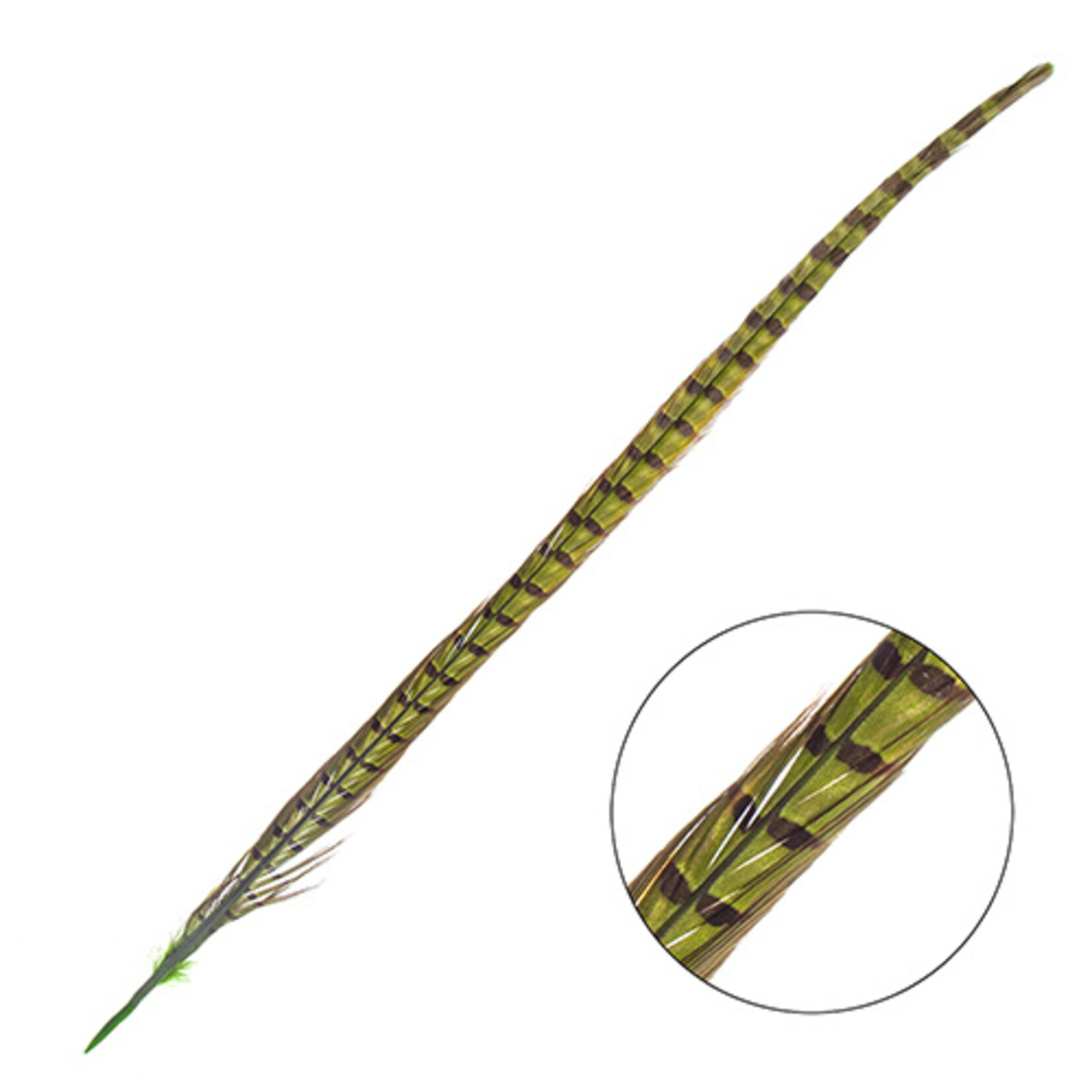 Ringneck Pheasant Tail Feather