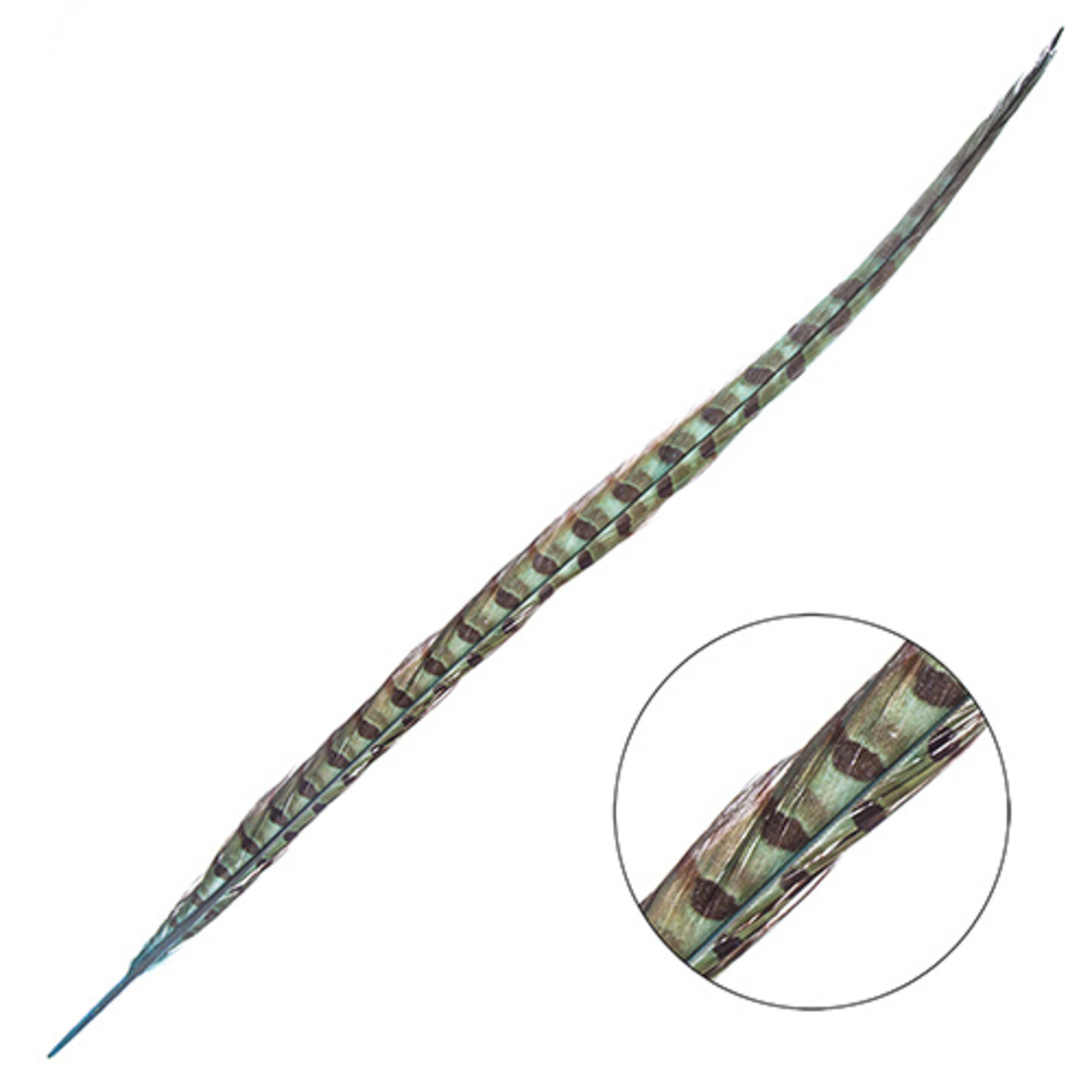 Ringneck Pheasant Tail Feather 18 - 20 Inch (3 pcs)