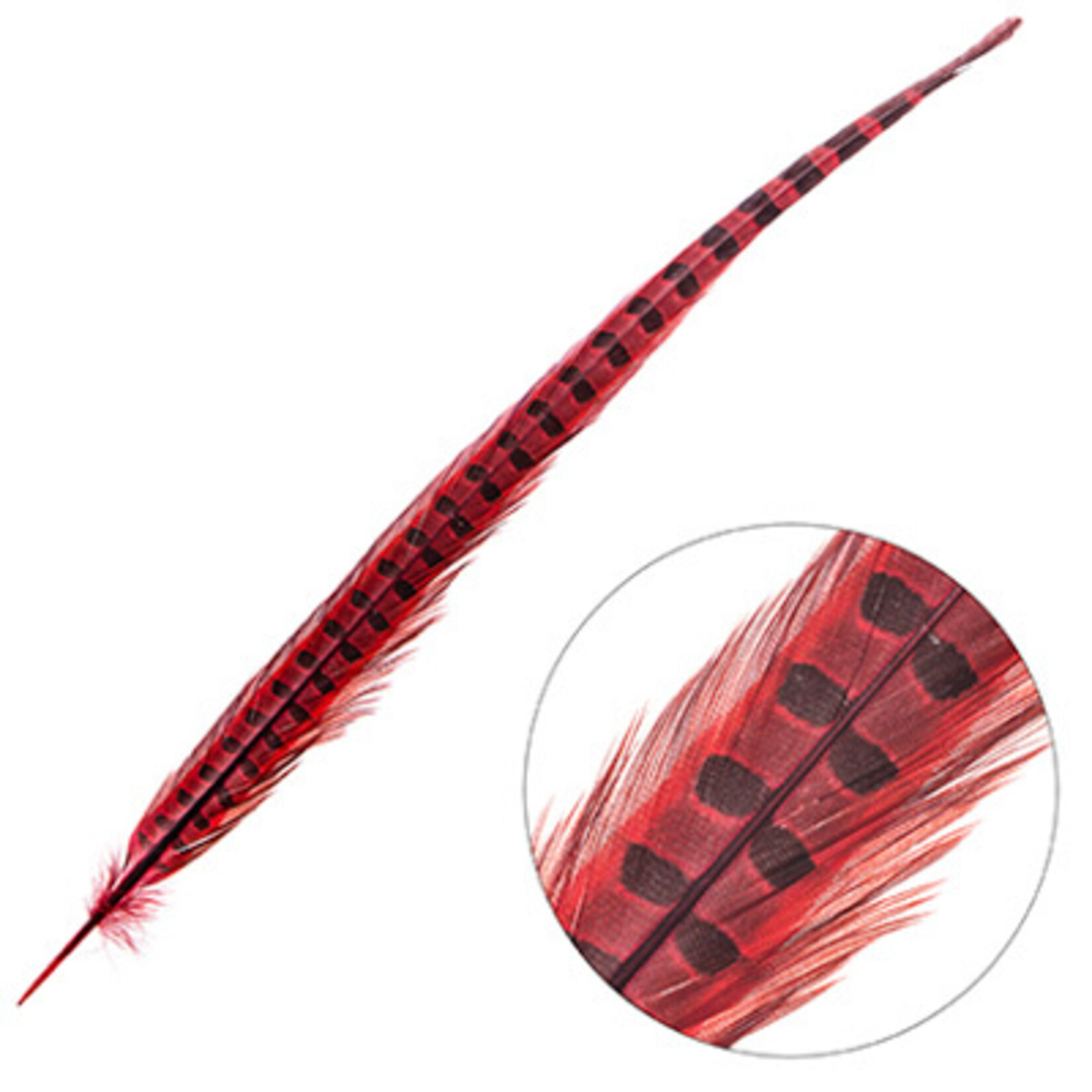 Ringneck Pheasant Tail Feather 18 - 20 Inch (3 pcs)