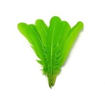 Turkey Quills 12-14 Inch 10 Pieces (5 left, 5 right) Lime Green