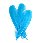 Turkey Quills 12-14 Inch 10 Pieces (5 left, 5 right) Turquoise Blue