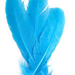 Turkey Quills 12-14 Inch 1 lb  Turquoise Blue