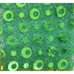 Shining Mesh With Green Dot Green