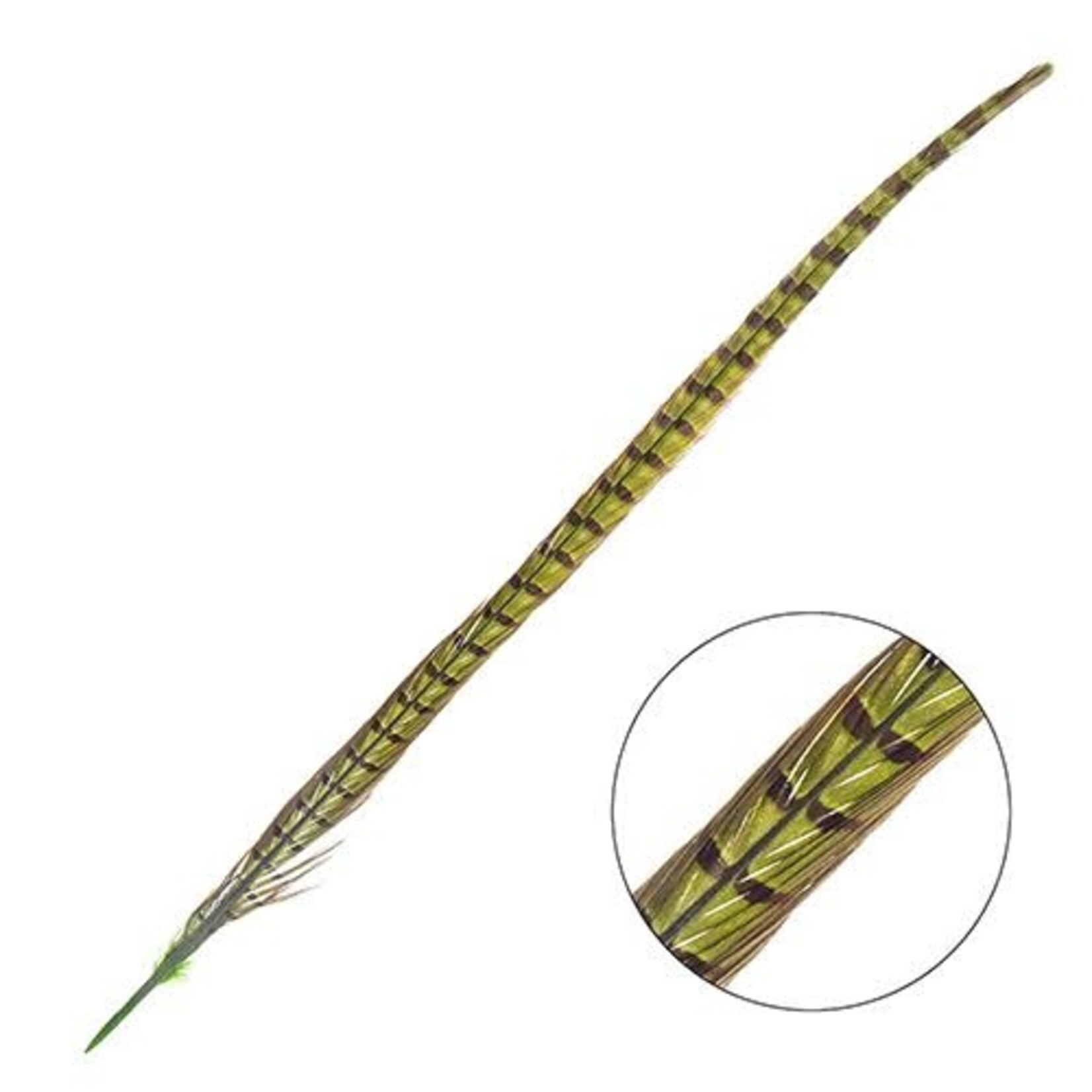 Ringneck Pheasant Tail Feather 18 - 20 Inch (3 pcs)