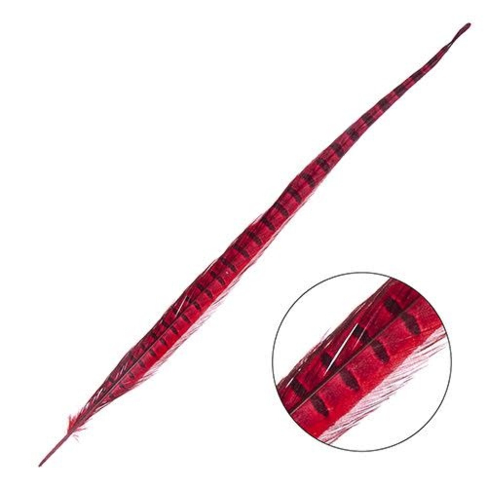 Ringneck Pheasant Tail Feather