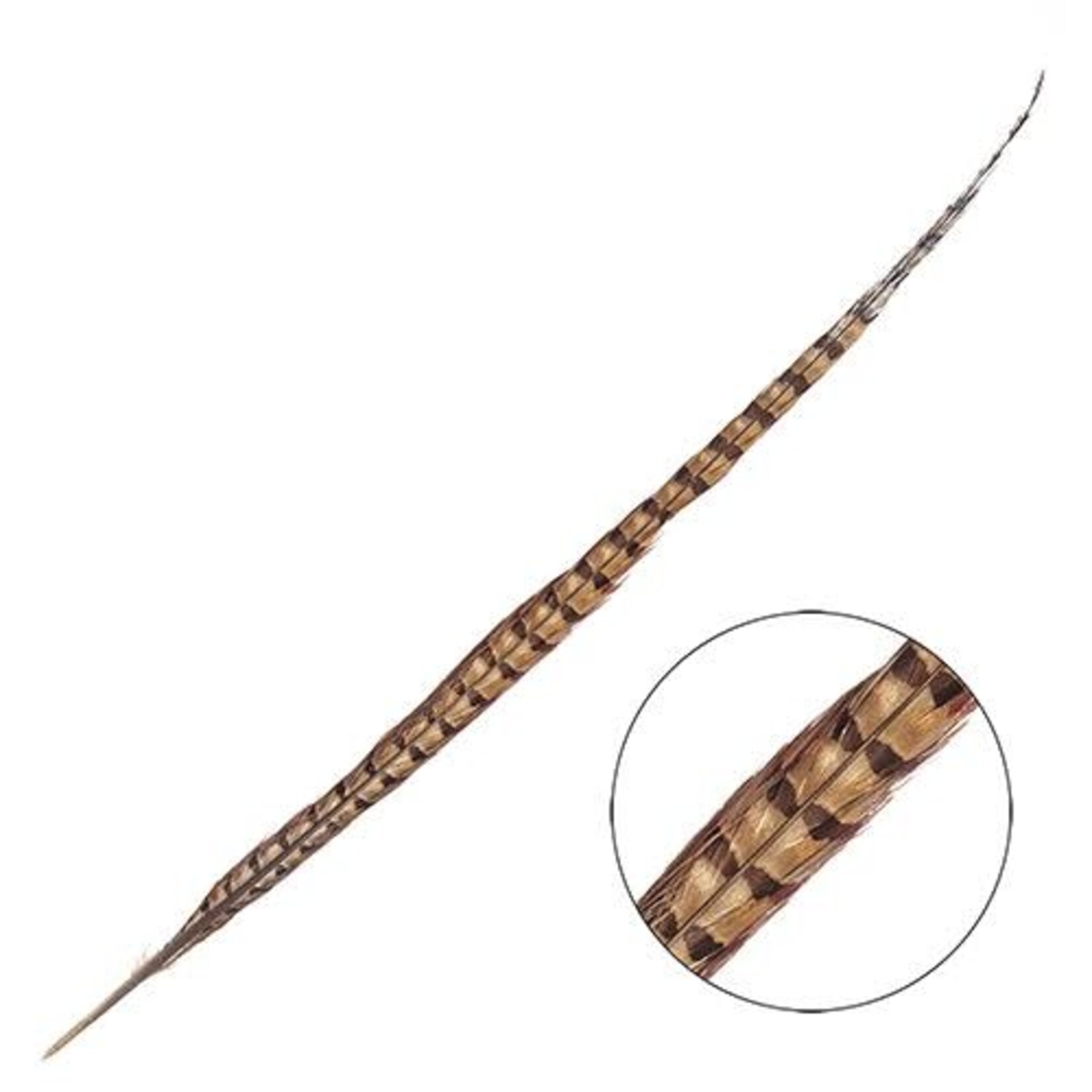 Ringneck Pheasant Tail Feather 18 - 20 Inch (3 pcs)