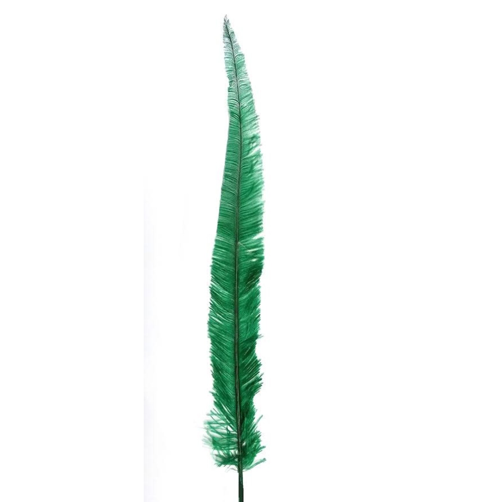Nandu Feathers 20-25 Inch