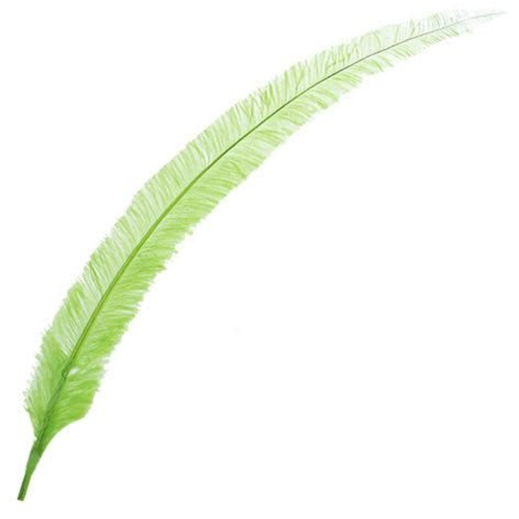 Nandu Feathers 20-25 Inch
