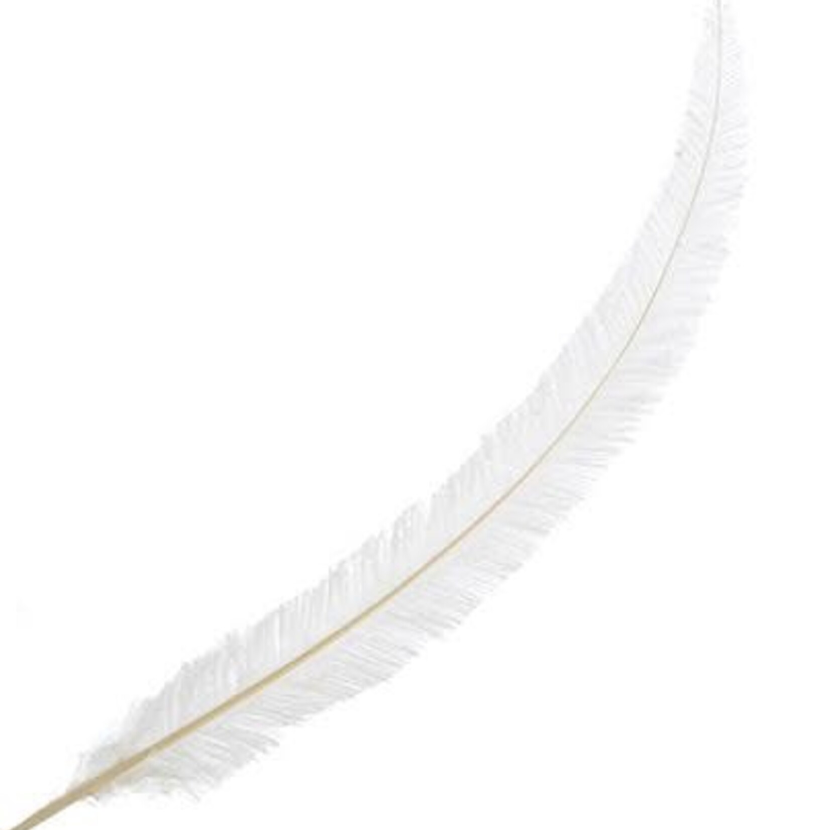 Nandu Feathers 20-25 Inch