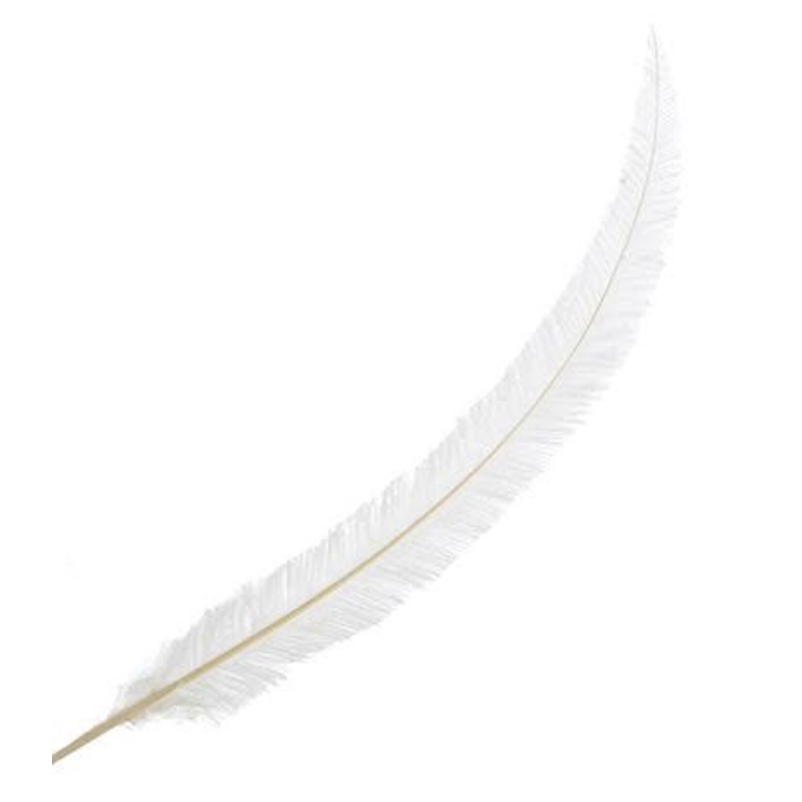 Nandu Feathers 20-25 Inch