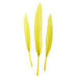Duck Wing Quill 3-4 Inch (24pcs) Yellow