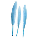 Duck Wing Quill 3-4 Inch (24pcs) Turquoise